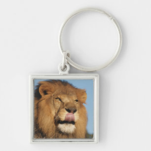 Afrikanischer Löwe (Panthera Leo), Afrikanische Sa Schlüsselanhänger
