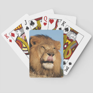 Afrikanischer Löwe (Panthera Leo), Afrikanische Sa Spielkarten
