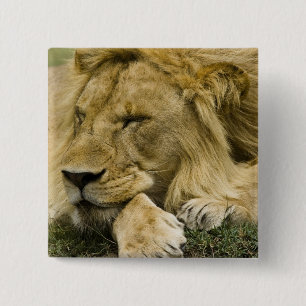 Afrikanischer Löwe, Panthera leo, liegend schlafen Button