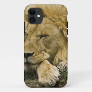 Afrikanischer Löwe, Panthera leo, liegend schlafen Case-Mate iPhone Hülle