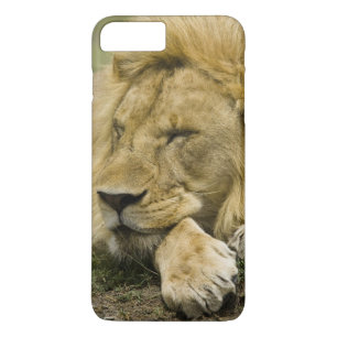 Afrikanischer Löwe, Panthera leo, liegend schlafen title_seo2