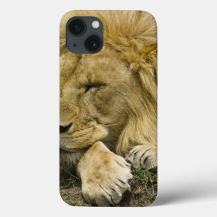 Afrikanischer Löwe, Panthera leo, liegt schlafend iPhone 13 Hülle