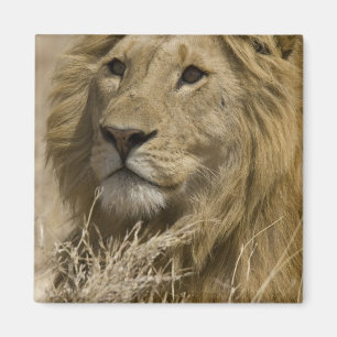 Afrikanischer Löwe, Panthera leo, Porträt eines Magnet