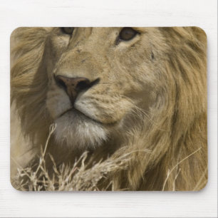 Afrikanischer Löwe, Panthera leo, Porträt eines Mousepad