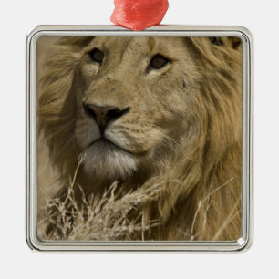 Afrikanischer Löwe, Panthera leo, Porträt eines Ornament Aus Metall
