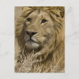 Afrikanischer Löwe, Panthera leo, Porträt eines Postkarte