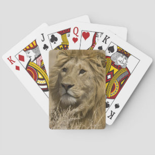 Afrikanischer Löwe, Panthera leo, Porträt eines Spielkarten