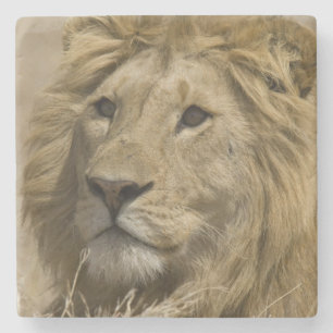 Afrikanischer Löwe, Panthera leo, Porträt eines Steinuntersetzer