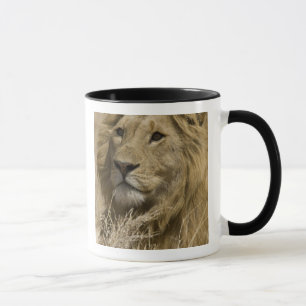 Afrikanischer Löwe, Panthera leo, Porträt eines Tasse