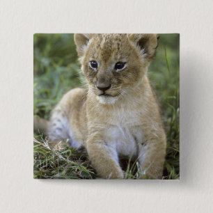 Afrikanischer Löwe, Panthera leo), Tansania, Button