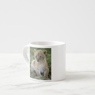 Afrikanischer Löwe, Panthera leo), Tansania, Espressotasse