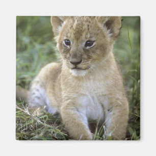 Afrikanischer Löwe, Panthera leo), Tansania, Magnet
