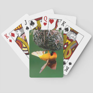 Afrikanischer Maskenweber (Ploceus Velatus) Spielkarten