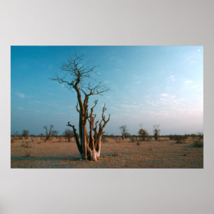 Afrikanischer Moringo-Baum auf der Ebene, Etosha-N Poster