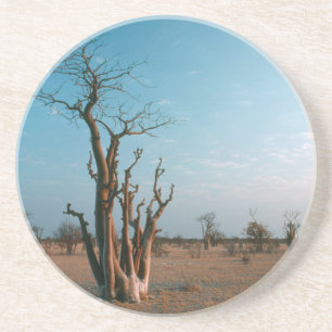 Afrikanischer Moringo-Baum auf der Ebene, Etosha-N Sandstein Untersetzer