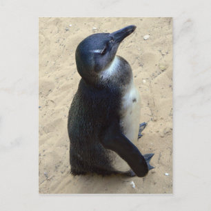 afrikanischer Penquin Postkarte