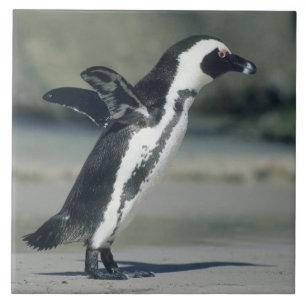 Afrikanischer Pinguin Fliese
