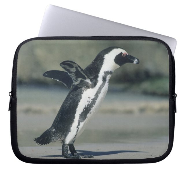 Afrikanischer Pinguin Laptopschutzhülle (Vorderseite)