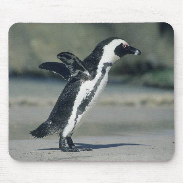 Afrikanischer Pinguin Mousepad (Vorne)