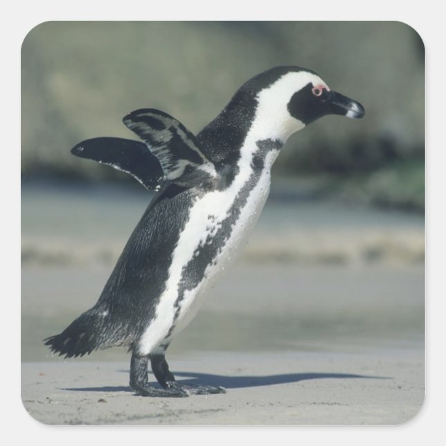 Afrikanischer Pinguin Quadratischer Aufkleber (Vorderseite)