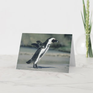 Afrikanischer Pinguin, (Spheniscus demersus), Karte