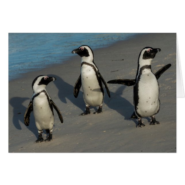 Afrikanischer Pinguine| Spheniscus Demersus (Vorderseite (Horizontal))