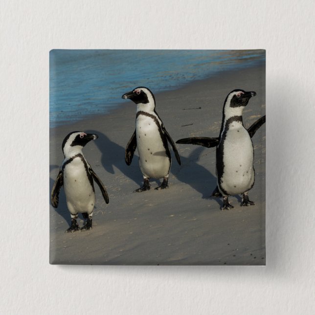 Afrikanischer Pinguine| Spheniscus Demersus Button (Vorderseite)