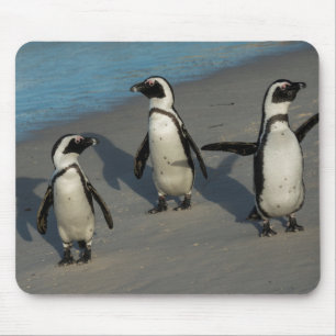 Afrikanischer Pinguine  Spheniscus Demersus Mousepad