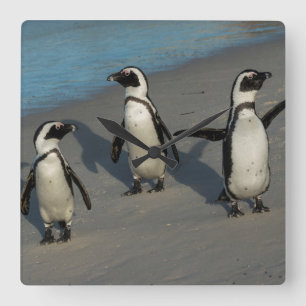 Afrikanischer Pinguine Spheniscus Demersus Quadratische Wanduhr