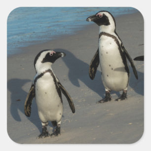 Afrikanischer Pinguine  Spheniscus Demersus Quadratischer Aufkleber