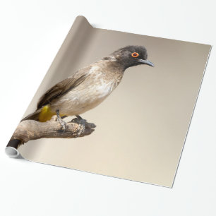 Afrikanischer Rot-Mit Augen Bulbul Geschenkpapier