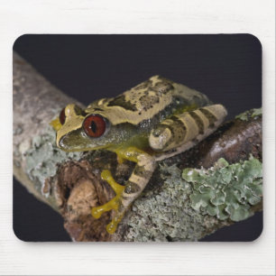 Afrikanischer Rotaugen-Laubfrosch, Leptopelis Mousepad