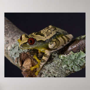 Afrikanischer Rotaugen-Laubfrosch, Leptopelis Poster