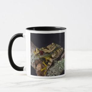 Afrikanischer Rotaugen-Laubfrosch, Leptopelis Tasse