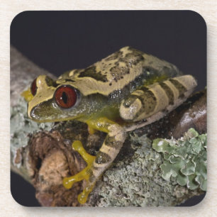 Afrikanischer Rotaugen-Laubfrosch, Leptopelis Untersetzer