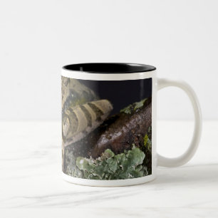 Afrikanischer Rotaugen-Laubfrosch, Leptopelis Zweifarbige Tasse