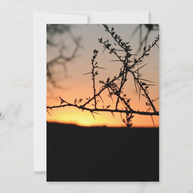 Afrikanischer Sonnenuntergang mit dorniger Acacia- Dankeskarte (Vorderseite)