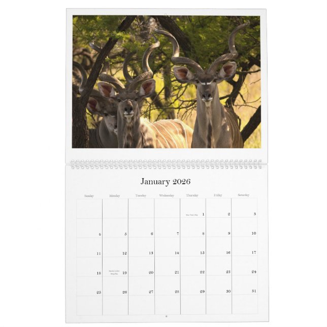 Afrikanischer Tier-Kalender Kalender (Jan 2026)