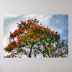 Afrikanischer Tulip Tree. Poster