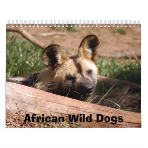 Afrikanischer wilde Hundekalender, afrikanische Kalender