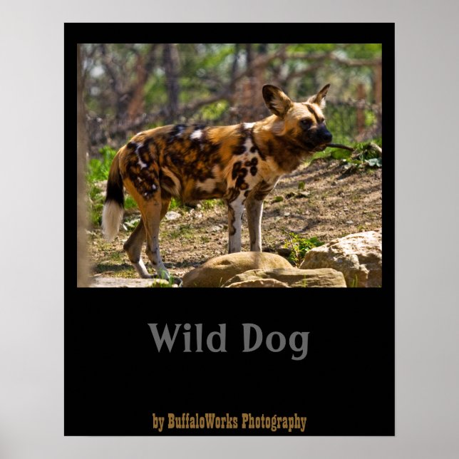 Afrikanischer Wildhund 1932 Poster (Vorne)