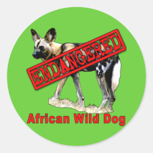 Afrikanischer Wildhund gefährdete tierische Erzeug Runder Aufkleber