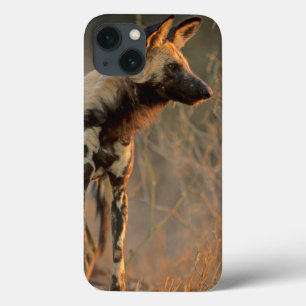 Afrikanischer Wildhund (Lycaon Pictus), Kruger Case-Mate iPhone Hülle