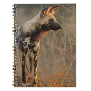 Afrikanischer Wildhund (Lycaon Pictus), Krüger Notizblock