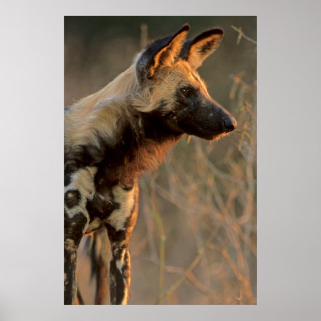 Afrikanischer Wildhund (Lycaon Pictus), Krüger Poster (Vorne)