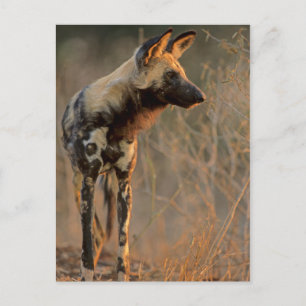 Afrikanischer Wildhund (Lycaon Pictus), Krüger Postkarte