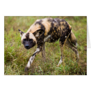 Afrikanischer Wildhund (Lycaon Pictus), Madikwe Ga