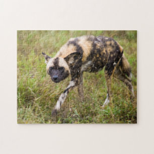 Afrikanischer Wildhund (Lycaon Pictus), Madikwe Ga