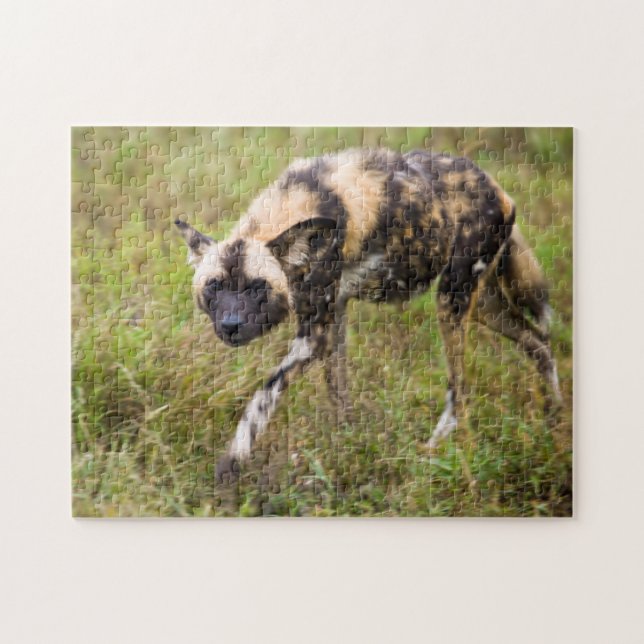 Afrikanischer Wildhund (Lycaon Pictus), Madikwe Ga (Horizontal)