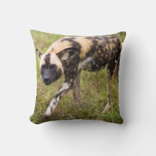 Afrikanischer Wildhund (Lycaon Pictus), Madikwe-Wi Kissen